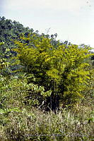 3286 Guadua aculeata.jpg