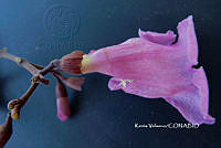 ME010 KV 00463 Fridericia mollissima (Kunth) L.G. Lohmann, 2014_.JPG