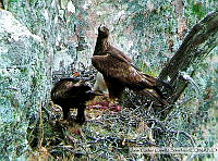 JCCS008 Aquila chrysaetos.tif