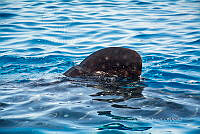 IMDOC6017 Rhincodon typus.jpg