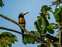 RSA0054 Pteroglossus torquatus.jpg