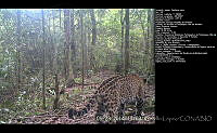 FJBL0072 Panthera onca.jpg