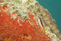 IDG1534 Malacoctenus sp..jpg