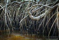 FBA0542 Rhizophora mangle.jpg