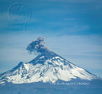 FBA1107 Agave cupreata.jpg