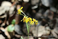 JJBC0552 Verbesina mollis.JPG