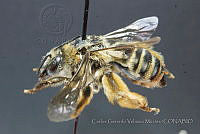 CGVM1209 Melissodes communis.jpg