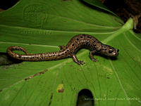 JLALyEPA0017 Pseudoeurycea nigromaculata.jpg