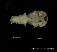 LESS 0338 Anoura geoffroyi lasiopyga.JPG