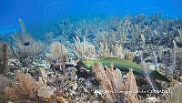 MN6FS 0080 Gymnothorax funebris.jpg