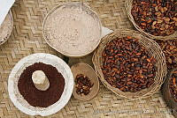 ARS00638 Theobroma cacao.jpg