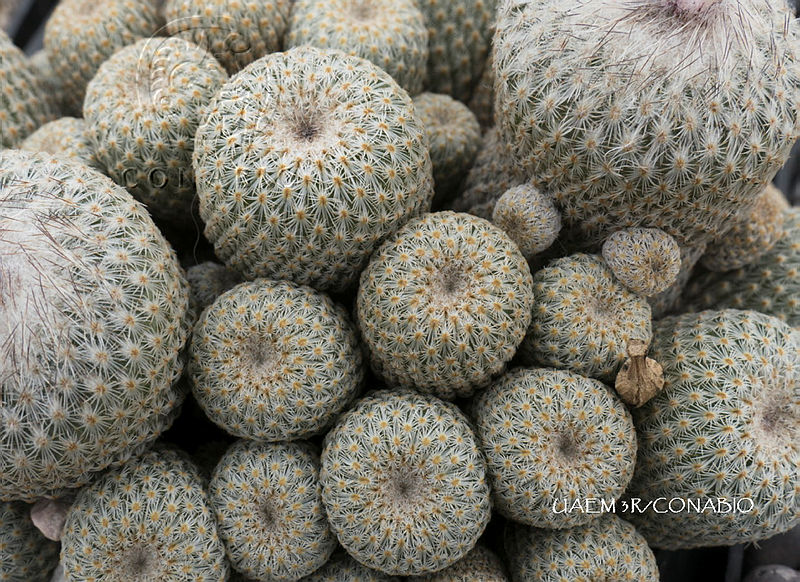 3R%2000999%20Epithelantha%20micromeris.tif.nyfS u zMTkRWWdjQA3g0JtbmFja29CbnFuZ3NAbXJ6LGtwZwA.ROgdfvUdjP