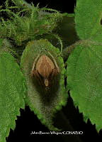 JBV015 Araneidae.JPG