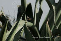 PRB0078 Pyrocephalus rubinus.jpg