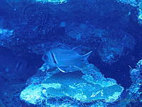 VDLCF1260 Myripristis jacobus.jpg