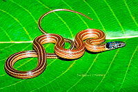 PM0123 Coniophanes lateritius.jpg