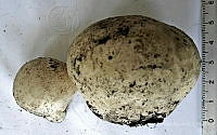 CBA0231 Lycoperdon excipuliforme.JPG