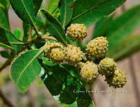 FN005 9 062 Frutos de Conocarpus erectus.jpg