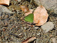 ADJ0050 Cyanophrys longula.jpg
