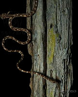 SD05 Imantodes sp..jpg