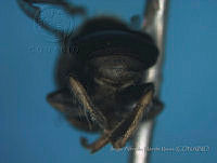 JAMR1288 Nannotrigona perilampoides.jpg