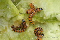 OIEA0072 Cactoblastis cactorum.jpg