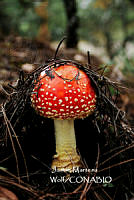 MN6PyH0094 Amanita muscaria.jpg