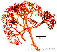 LDGR057 Gloioderma conjunctum.jpg