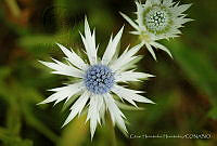 CHH01 Eryngium heterophyllum.jpg
