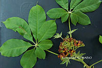 ME010 KV 01043 Godmania aesculifolia (Kunth) Standl., 1926.JPG