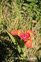 proy JF091 0480 Tigridia pavonia.JPG