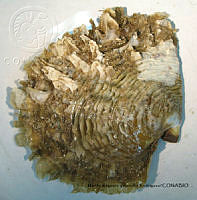 MRyRR289 Pinctada mazatlanica.jpg