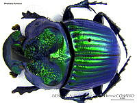 SAZH0500 Phanaeus furiosus.jpg