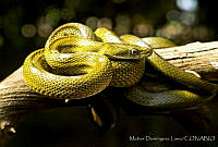 MDL0354 Senticolis triaspis.jpg