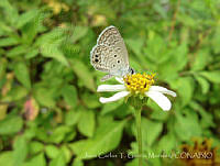 JCGM01062 Hemiargus ceraunus ssp. astenidas.jpg