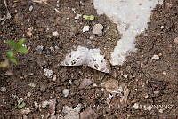 ZAPF0329 Lepidoptera.jpg