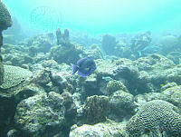 JAJ0001 Acanthurus coeruleus.jpg