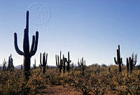 EHX0104 Carnegiea gigantea.JPG