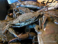 LRP0369 Callinectes sp..jpg