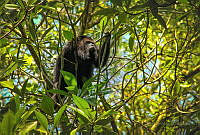FBA0548 Alouatta pigra.jpg
