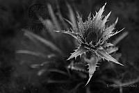 EB01 Eryngium proteaeflorum.jpg