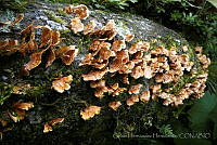 CHH0080 Fungi.jpg