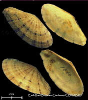 KT014 0613 Tellinella listeri.JPG