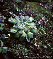 MMO0024 Echeveria sp..jpg