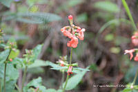 proy JF091 0466 Stachys coccinea.JPG