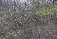 CGL4034 Piaya cayana.jpg