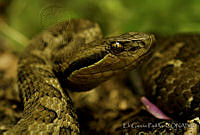EGP0140 Cerrophidion godmani.jpg