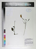 JAdNV0391 Ruellia nudiflora.JPG