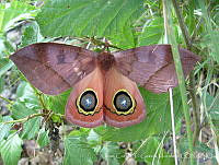 JCGM00447 Automeris sp..jpg