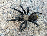 RE009 0049 Aphonopelma pallidum.jpg